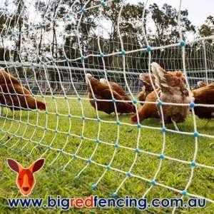 Chooks Foraging Behind Bainbridge Electric Poultry Netting