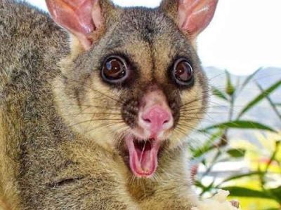 Electric fence for pests and vermin possums cats and small animals