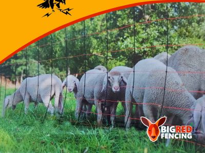 Thunderbird Electric Fence Netting for Sheep Goat Calves ThunderNet 50m roll EF-SGCNET - Electric Netting with lamb and sheep